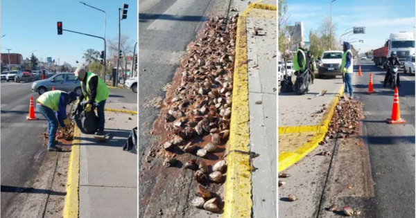 Cabezas de trucha en Avenida Mosconi: identificaron al camión que desparramó los restos