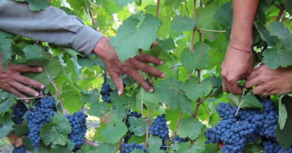 El Pinot Noir, la cepa estrella de la Patagonia viste de gala a Neuquén