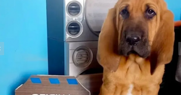 Rex, el cachorro que se suma a la Policía de Neuquén para buscar personas desaparecidas