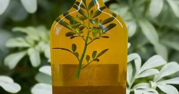 Caña con ruda: el ritual ancestral que abre agosto con protección y energía