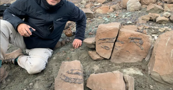Descubrieron un cocodrilo prehistórico que cazaba dinosaurios en la Patagonia Descubrieron un cocodrilo prehistórico que cazaba dinosaurios en la Patagonia