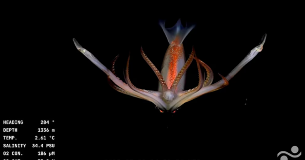 El Conicet transmite en vivo una exploración sin precedentes del mar argentino