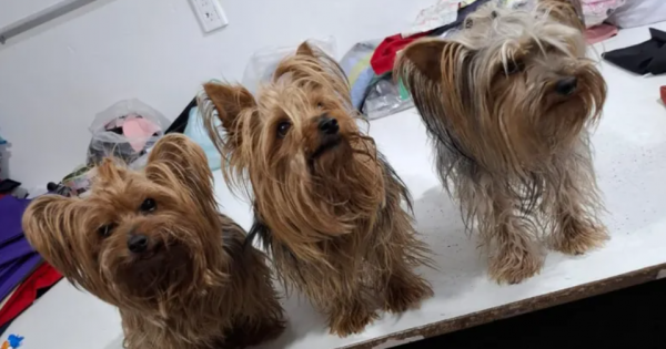 Le robaron el auto con sus perros adentro y logró recuperarlos
