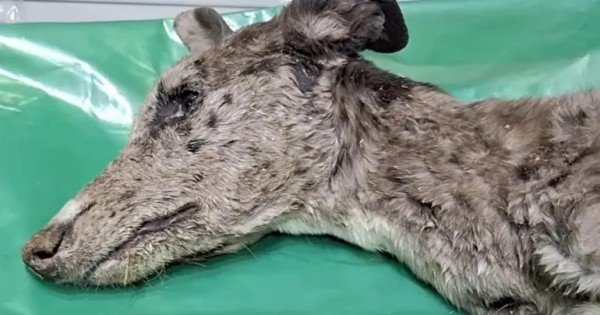 Rescatan a dos perras en grave estado de abandono en la Isla Jordán